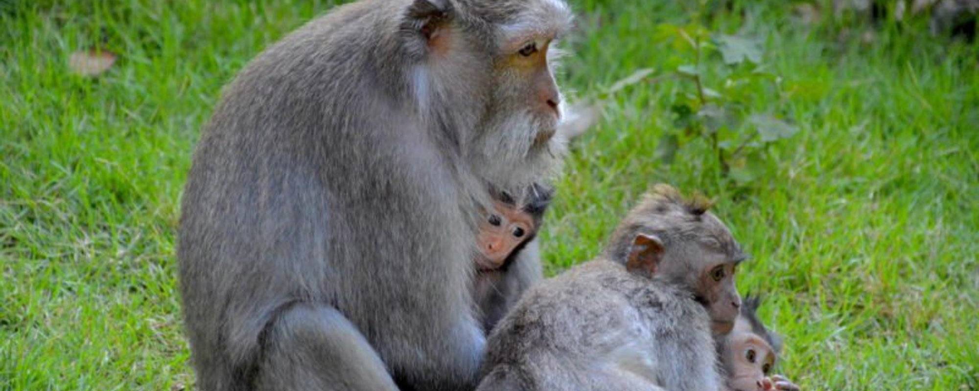 10 Reasons to Visit Ubud Monkey Forest