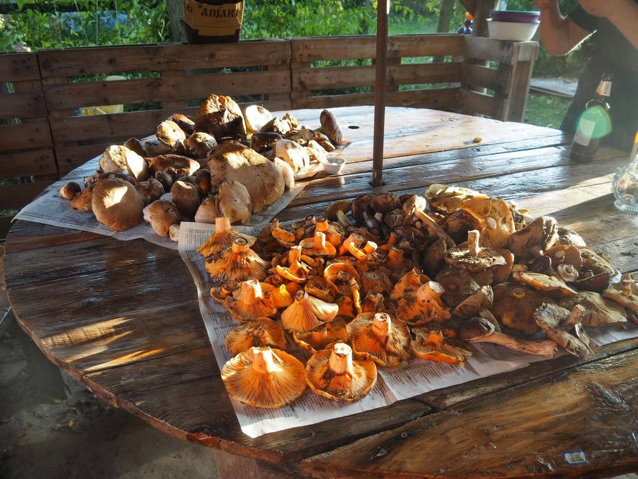 All our mushrooms on the table