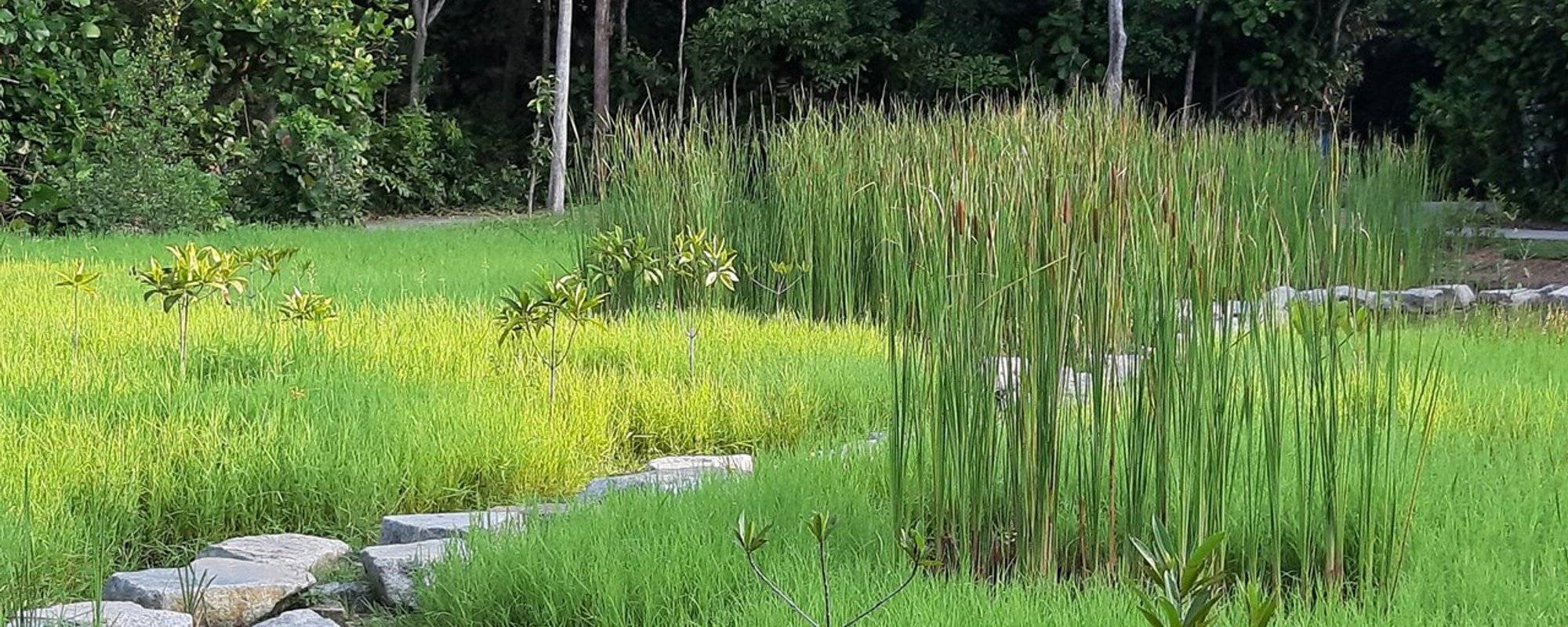 A Forgotten Wetland in Urban City @ Sungei Buloh Wetland, Singapore (被遗忘的沼泽公园)_Part 1