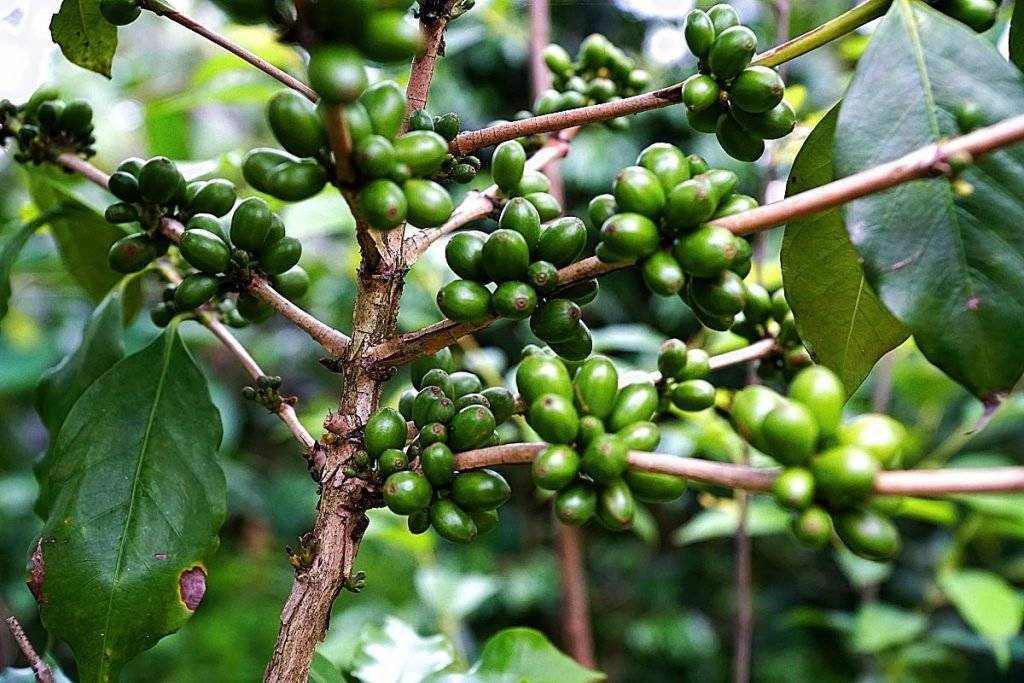 green coffee beans on tree