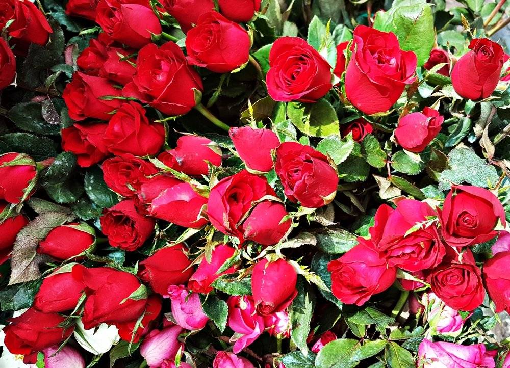 red roses.jpg