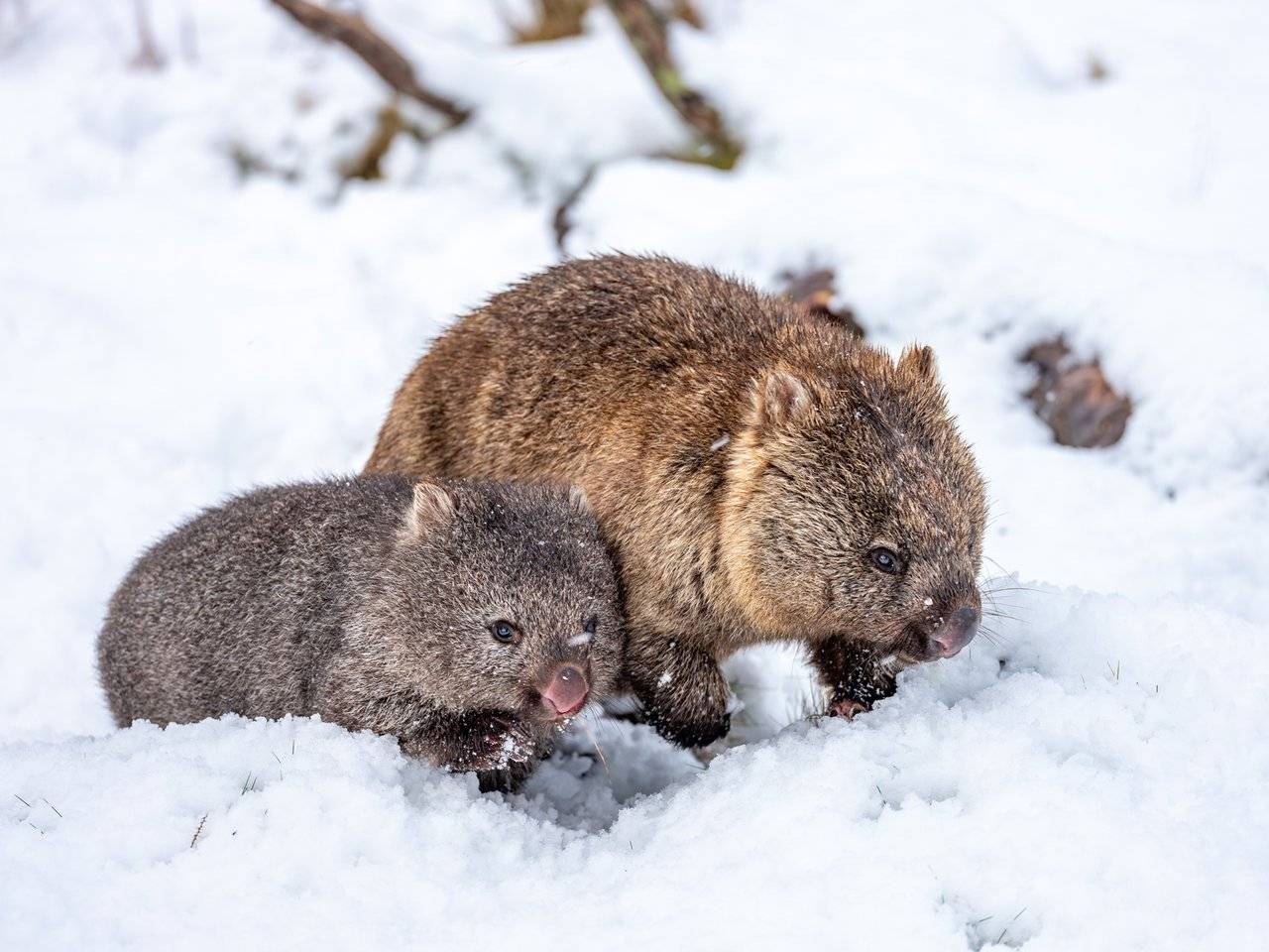 Mombat & Sonbat (not really, they are wild wombats)