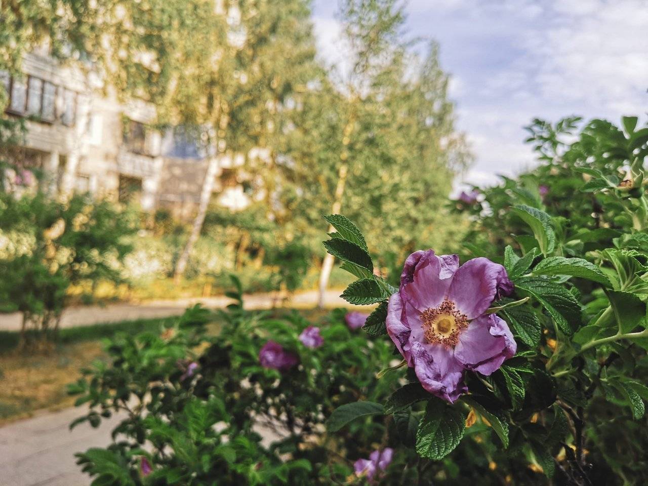 Blooming flower in Fabijoniškės, Vilnius