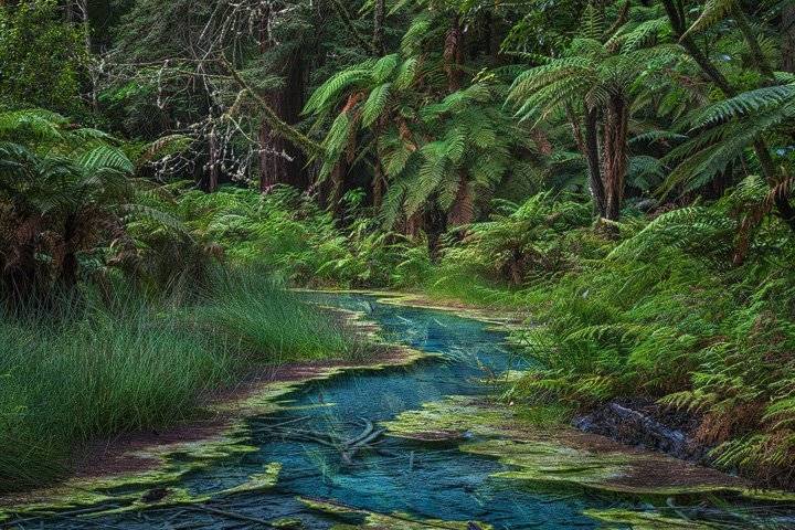 A deep blue pond in the Rotorua Redwoods