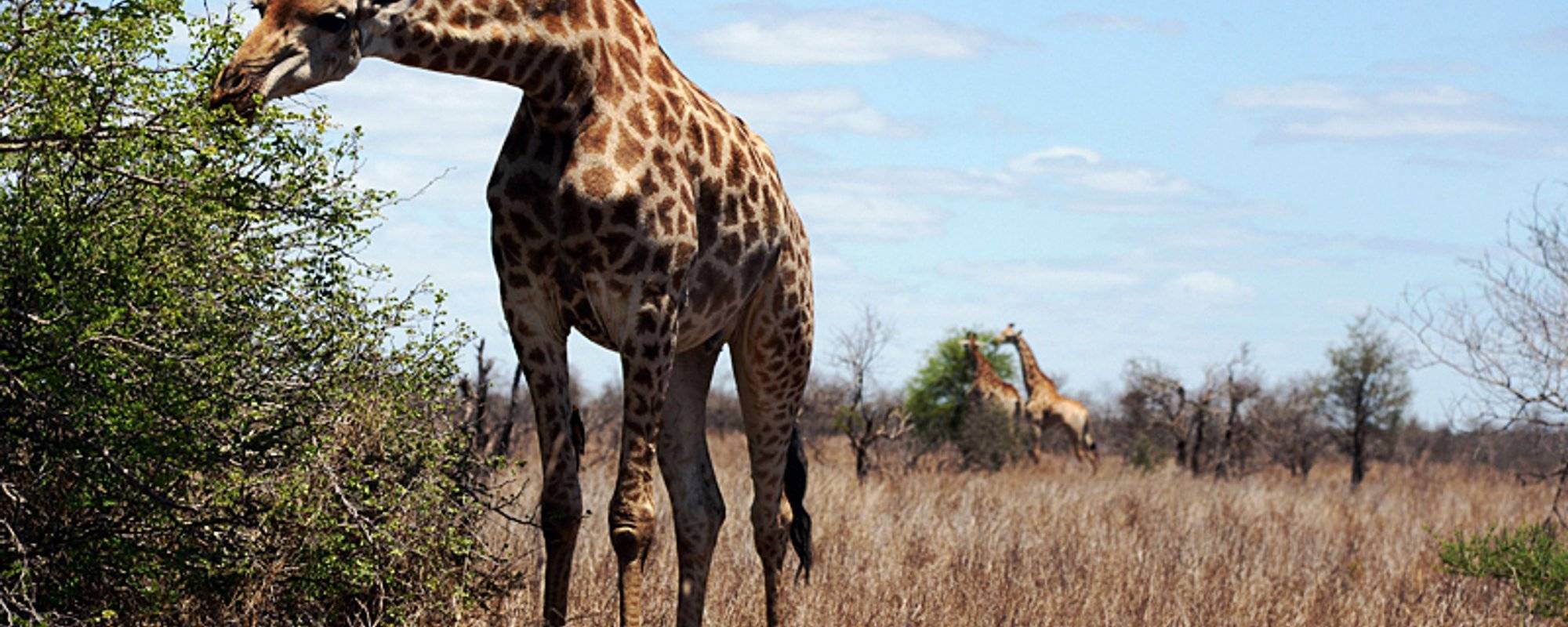 SOUTH-AFRICA: The giraffe just silently went to the list of endangered species