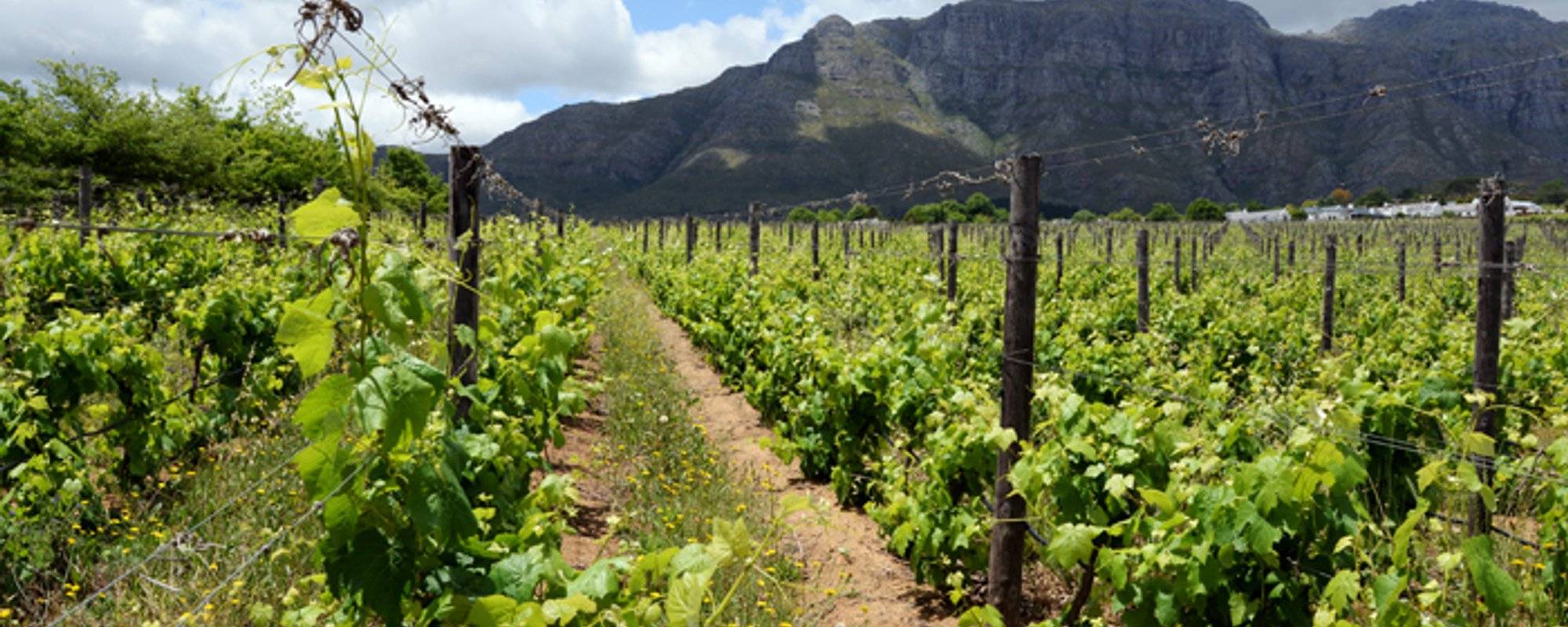 SOUTH AFRICA – wine tasting in Stellenbosch
