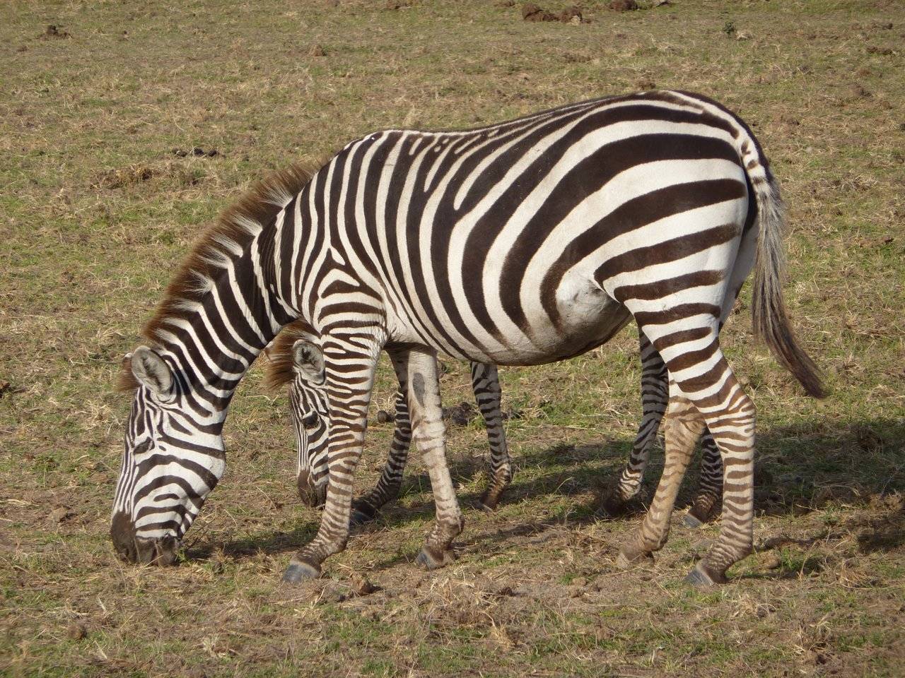 Zebra1.JPG
