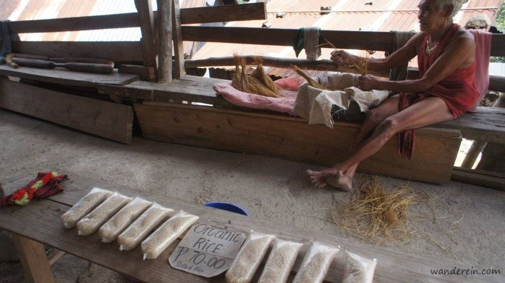 An Ifugao man manually separating the grains and selling their produce from the rice terraces