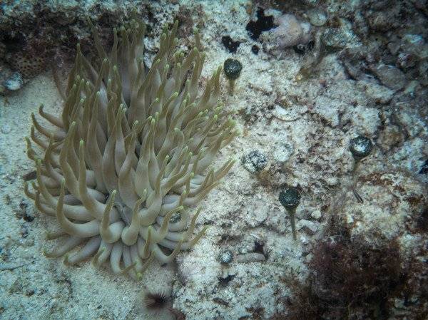 anemone