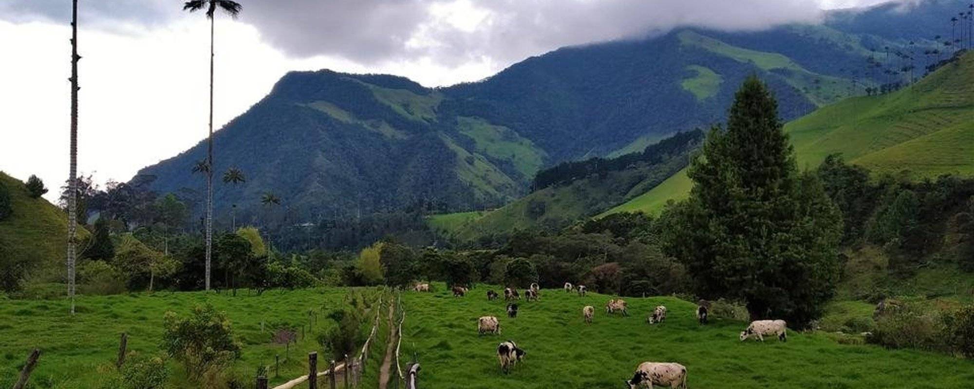 Beauties of Colombia: mesmerizing Cocora Valley - part 2