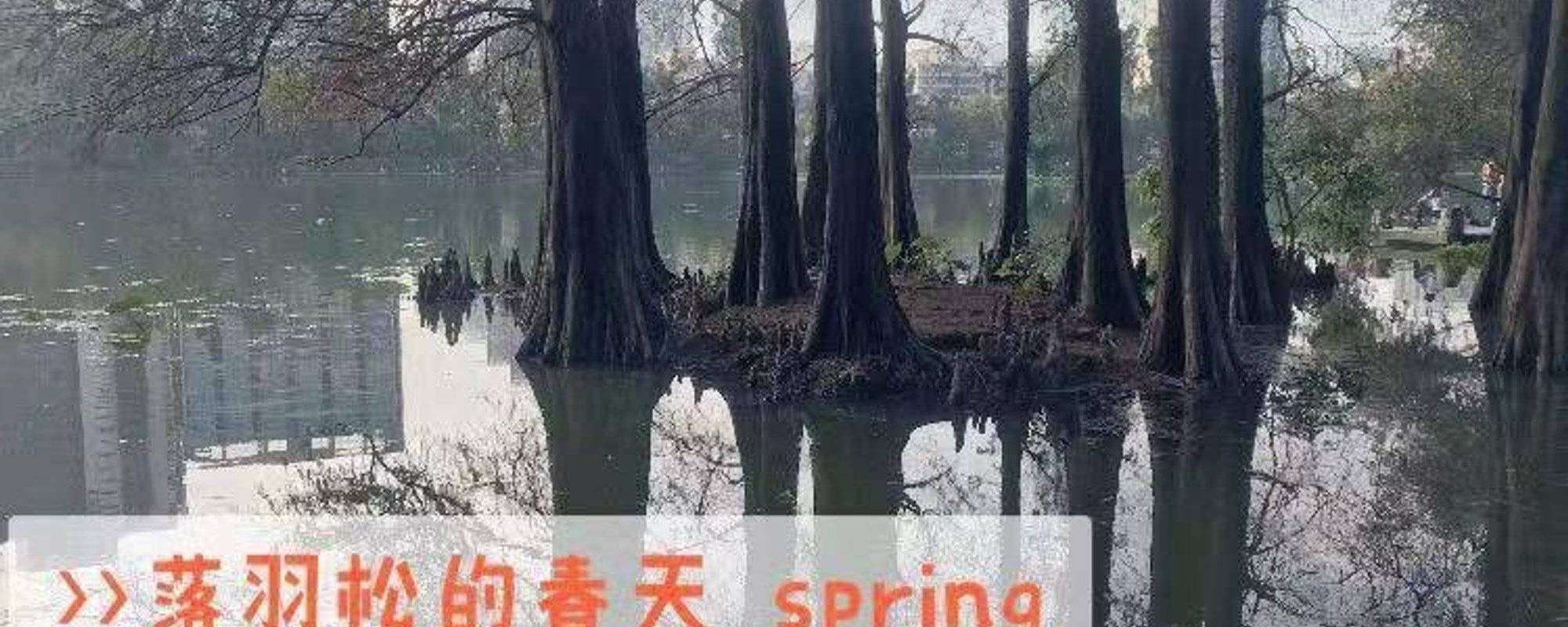 Honghu Park-Fallen Cedar in Spring  洪湖公园--春天的落羽杉