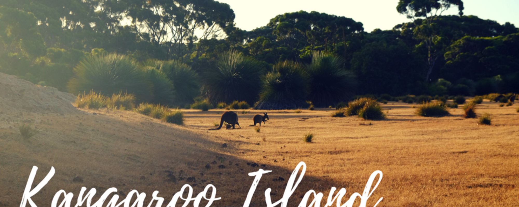 An island full of kangaroos, dolphins and seals ? It's Kangaroo Island !
