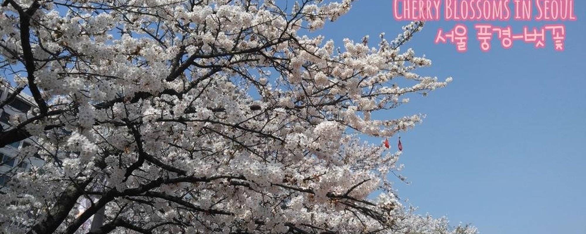 首爾美景-櫻花/Cherry Blossoms in Seoul ulog#022