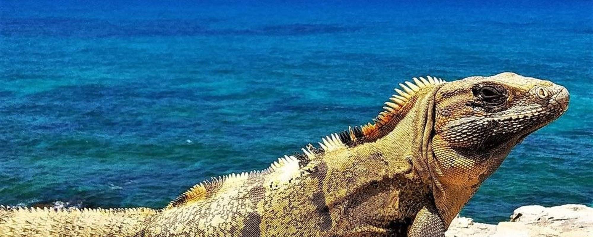 Amazing Nature Contest: my ultimate iguana photo collection 