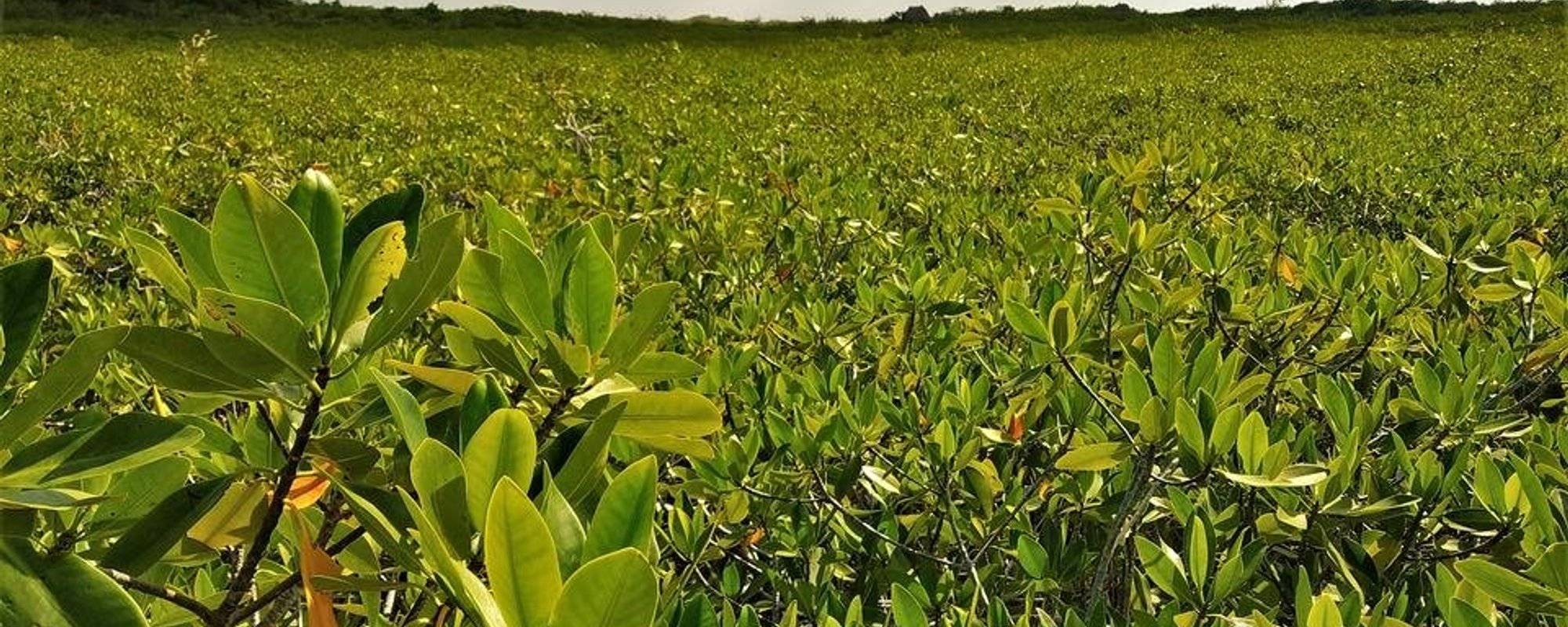 Beauties of Yucatan: lush greenery of the mangroves