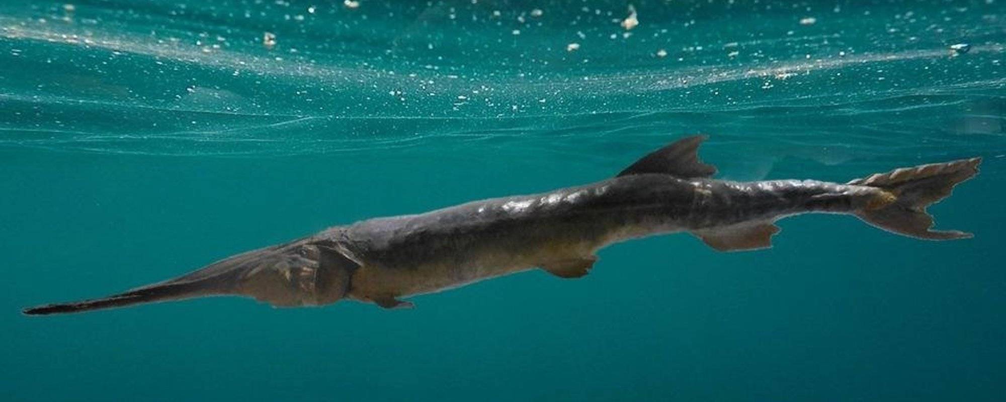Sad news for nature lovers: we just lost another fish species forever