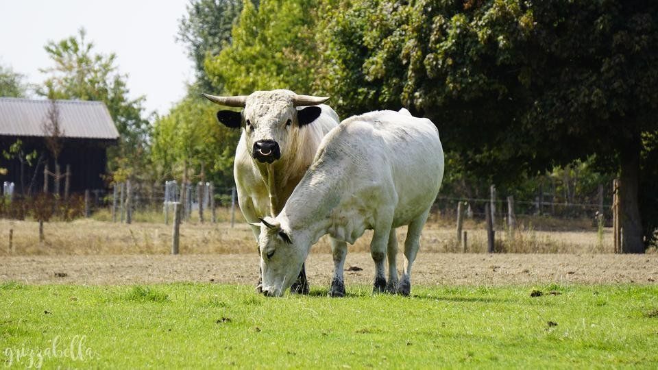 fotofreitag Contest Thema Tiere Ausflug in die Arche Warder