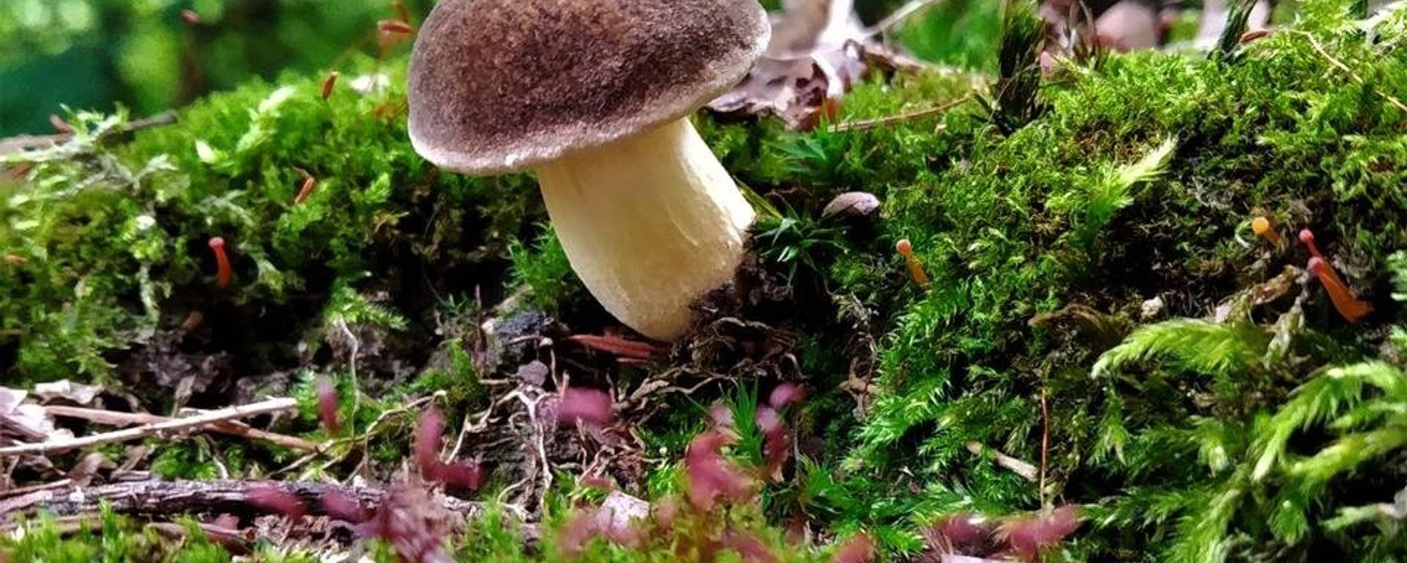 Great news from Czech forests: mushroom season is here