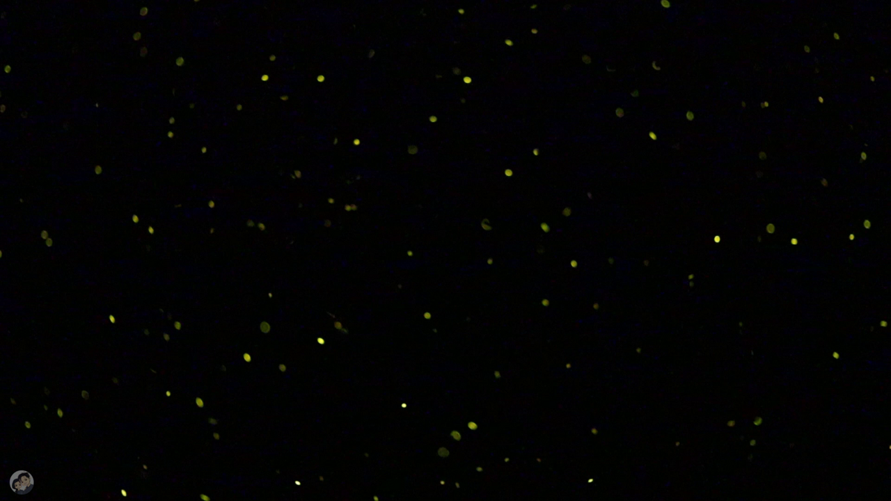 Must Watch: Magical Firefly Footage | RELAXING VIDEO