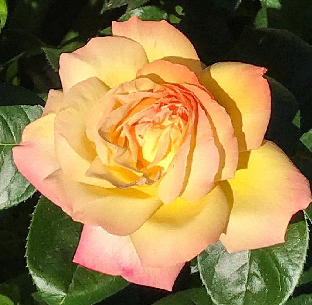 WednesdayWalk in the Rose Garden !!