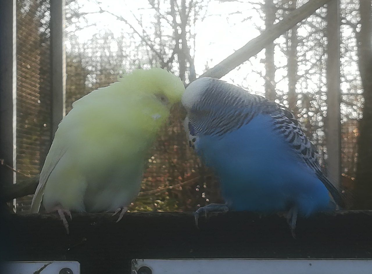 FUCKING BIRDS | VÖGEL beim VÖGELN - Show me BIRDS - photo contest - Round 6 by @barski - my entry - ENG/DEU