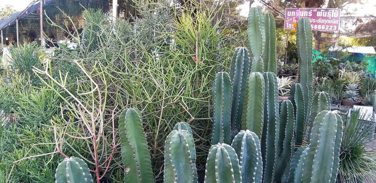 Rama IX Park,Cactus & Flower Market in Bangkok - Part #2