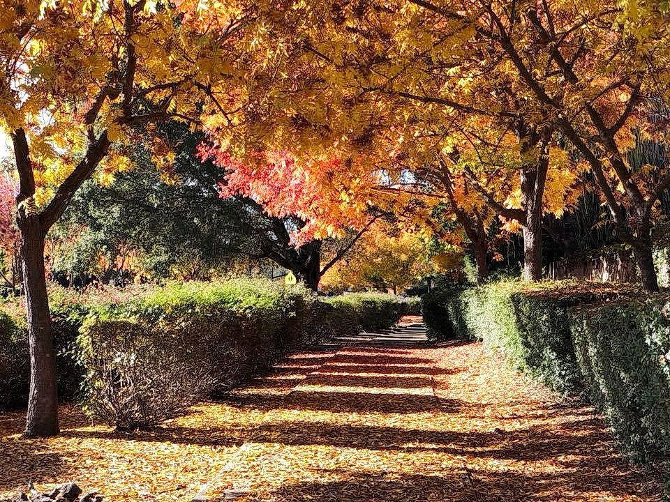 Autumn in Oakland California !!