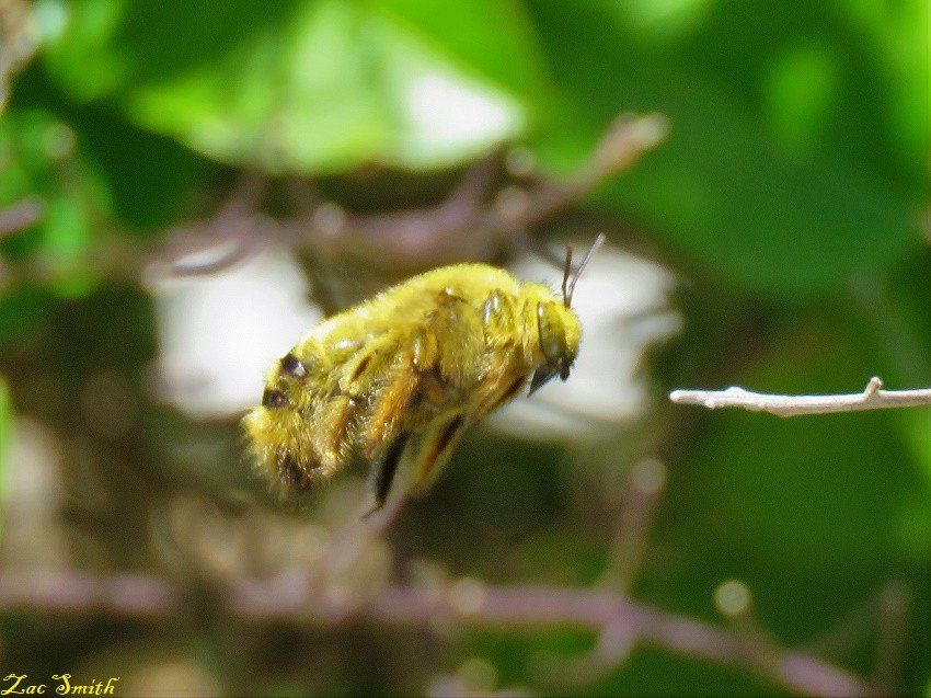 A Carpenter Bee Dancing Fight!