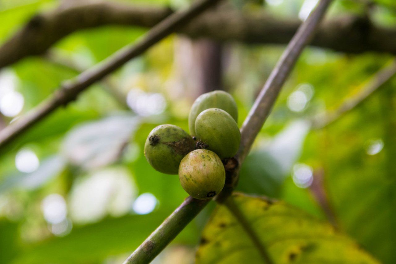 Visiting a Coffee Farm in Kintamani Bali