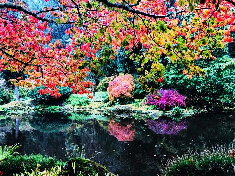 Lost in Kochia Land in Nikko , Japan !!