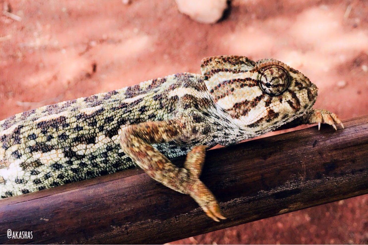 Die Schönheit des Chamäleons ... The beauty of the chameleon ... La belleza del camaleón... (DE/ ENG/ ES)