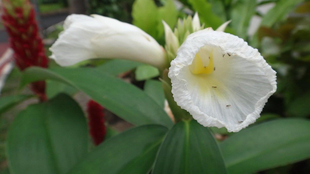 WednesdayWalk in Bangkok looking at Beautiful Nature.