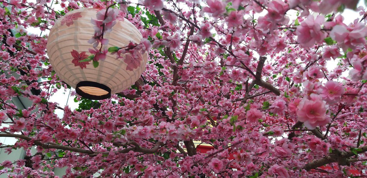 Wednesday Walk with Cherry Blossom Trees !!