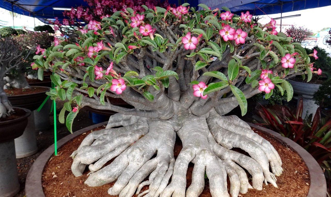 MarketFriday - Railroad Bonsai Market in Bangkok !!