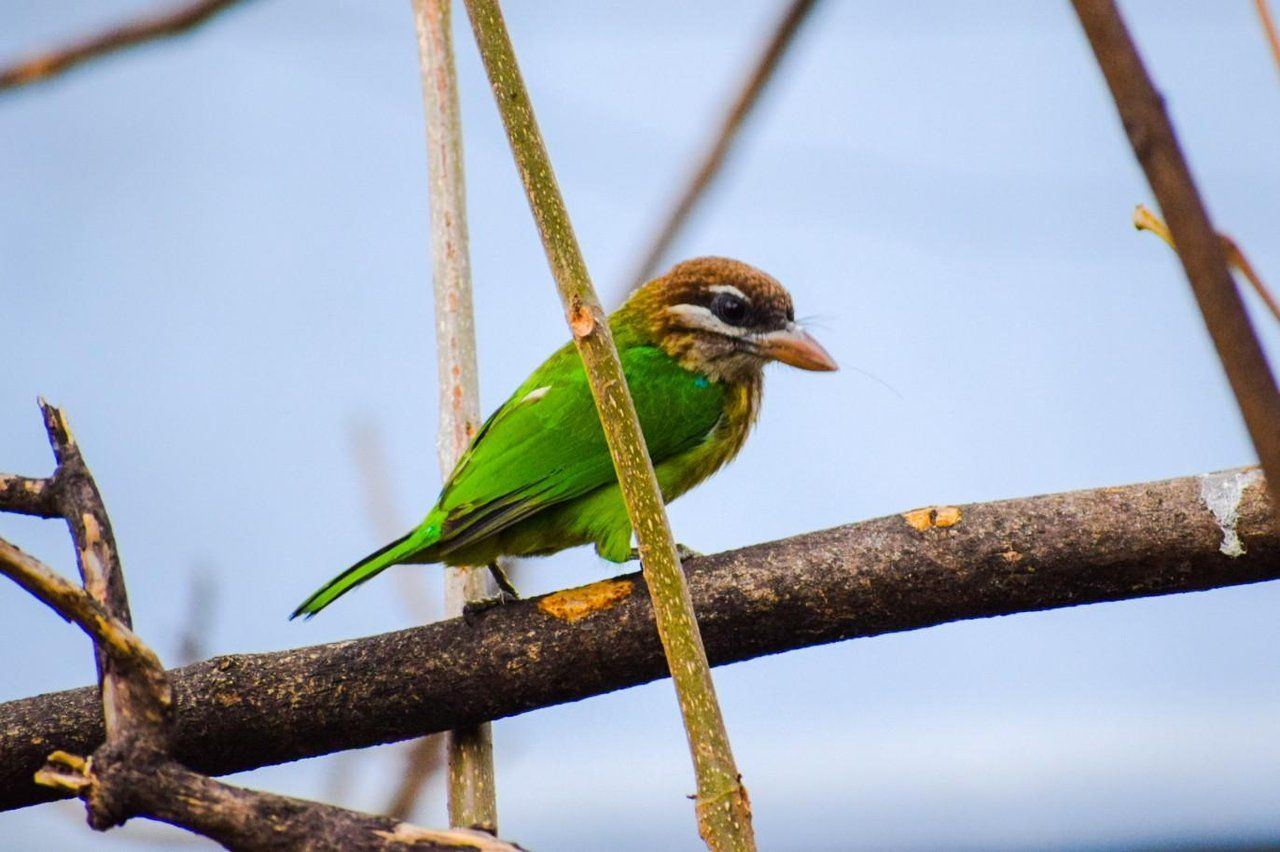 Brown Headed Barbet 
