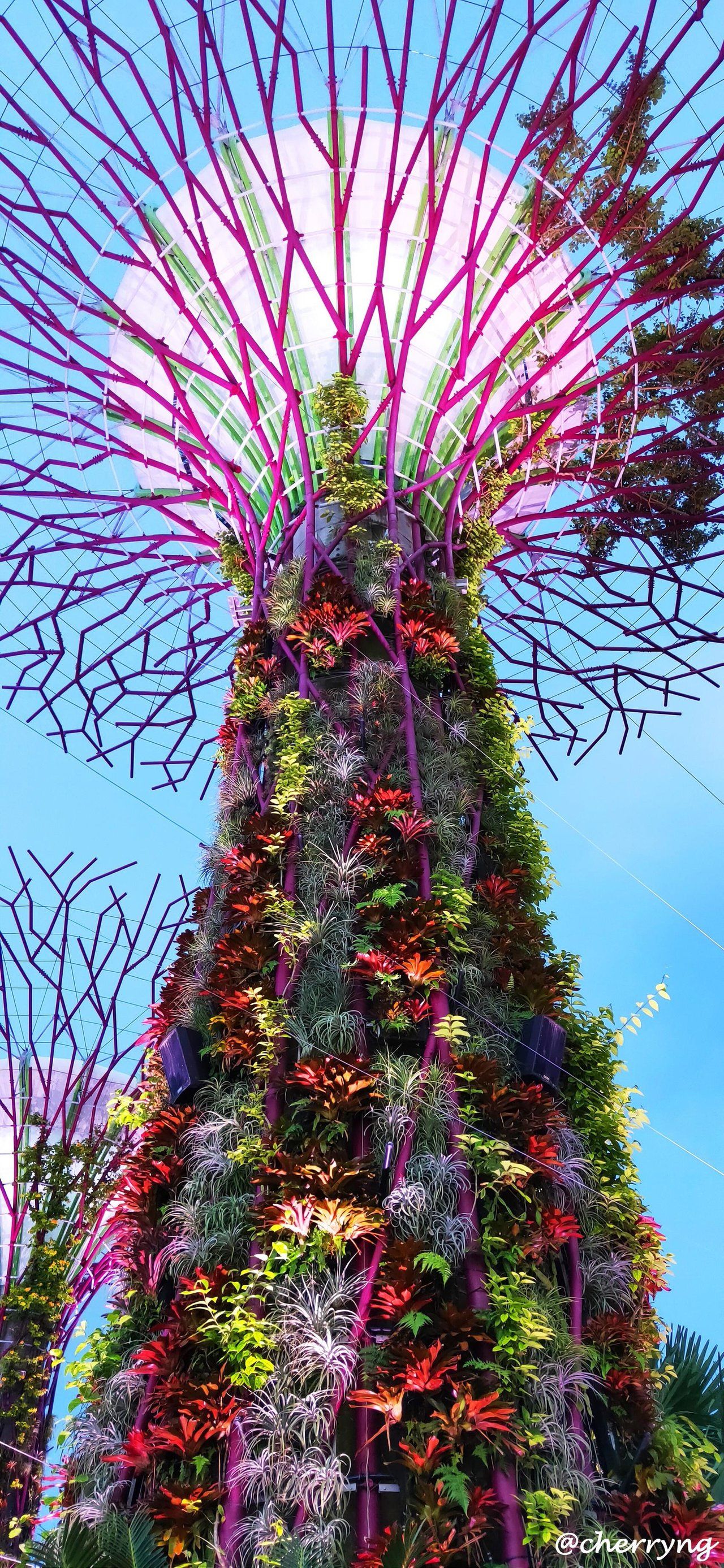 Let’s go Christmas light up at Garden by the Bay ~Wednesday Walk~ (带你游滨海湾花园圣诞装饰)