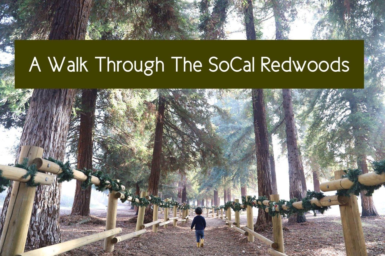A Walk Through A Hidden Redwood Grove in Southern California