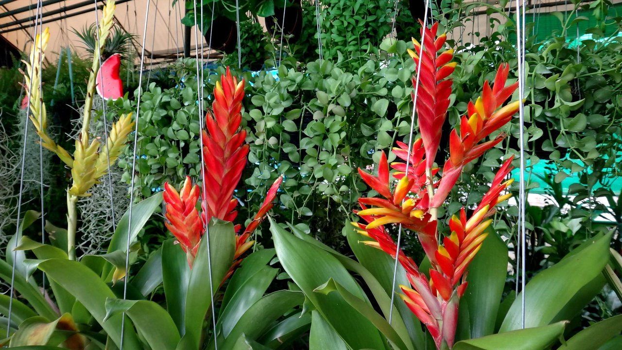 MarketFriday - TheWes Flower Market Bangkok !!