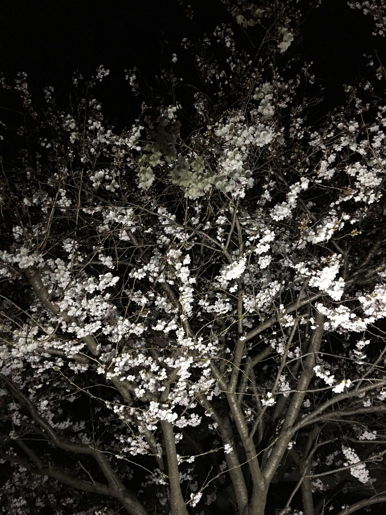 Hiroshima Outskirts in Spring