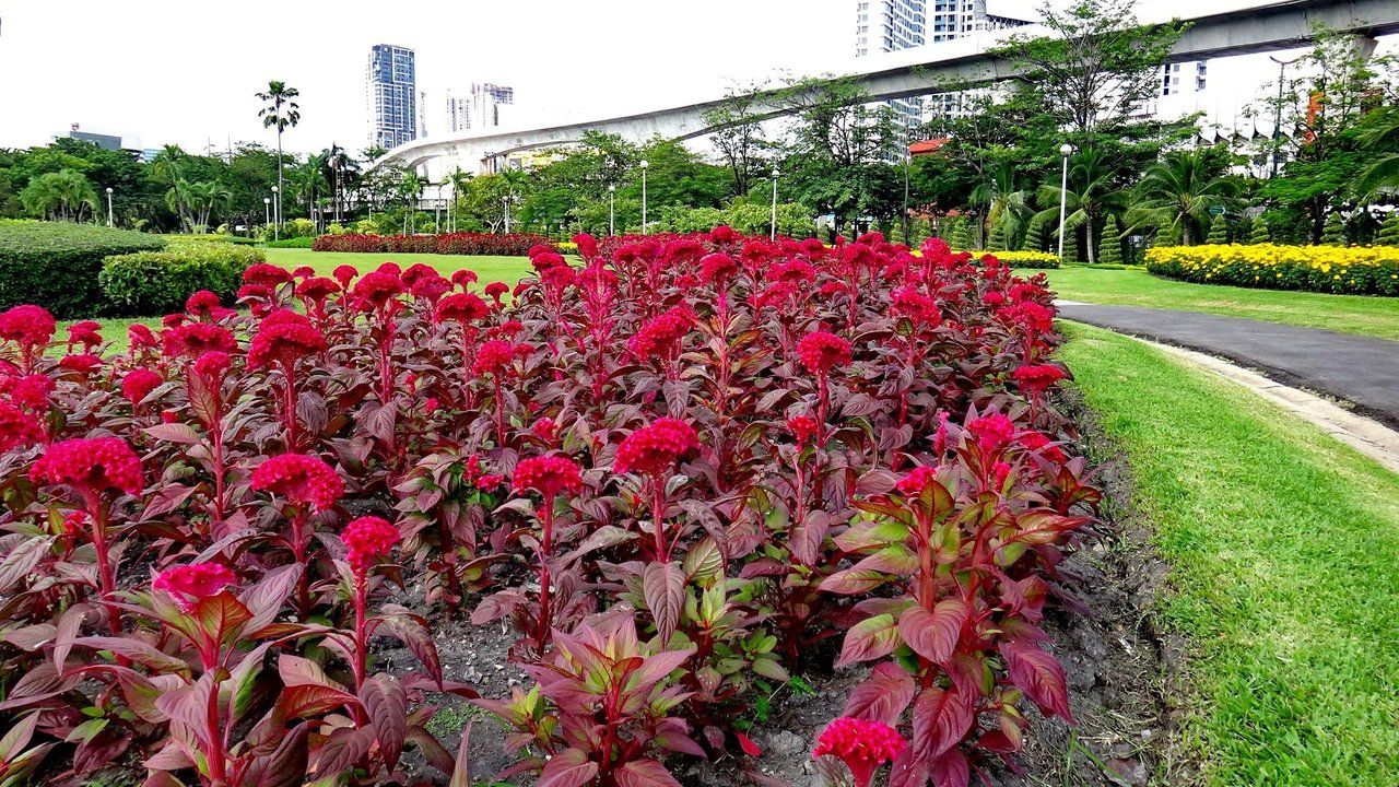 WednesdayWalk in Chatuchak Park , Bangkok !!