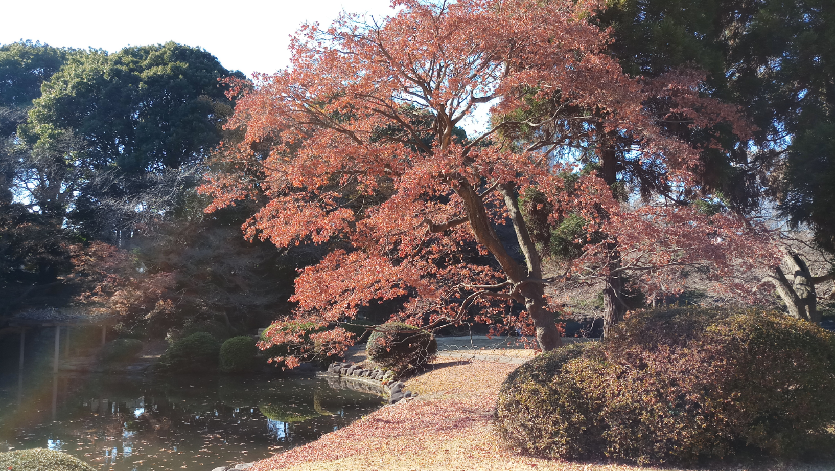 TacoCat’s Travels #116 (Japan 5.0: Tokyo): Going Zen in Shinjuku Gardens! 🍂