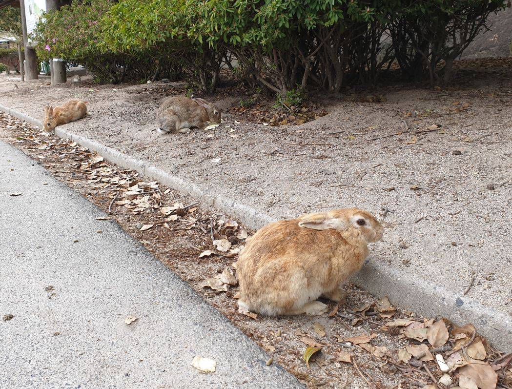TacoCat’s Travels #158 (Hiroshima): Visiting Rabbit Island! 🐰