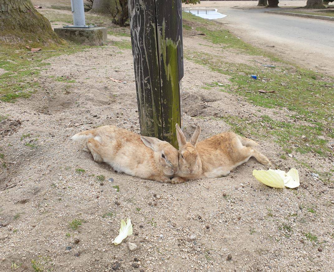 TacoCat’s Travels #159 (Hiroshima): Feeding the Locals on Rabbit Island! 🐇