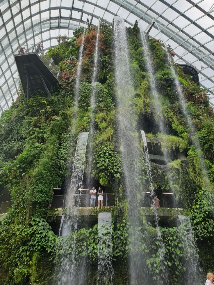 TacoCat’s Travels #185 (SG): Cooling Off in Cloud Forest ☁🌳