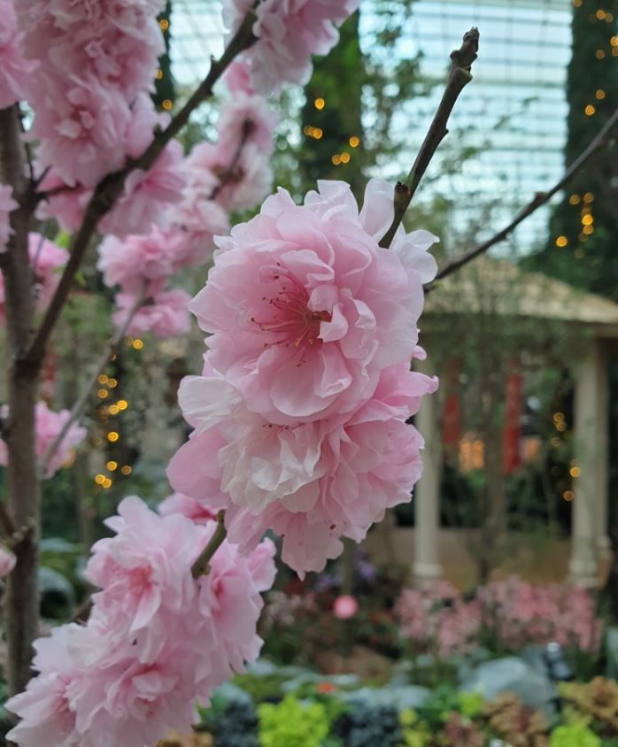 TacoCat’s Travels #187 (SG): Sakura Sighting in Singapore!