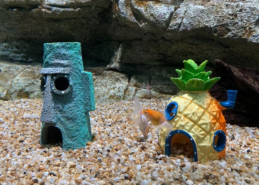 TacoCat’s Travels #211 (Penang): Journeying through the Seas 🐠