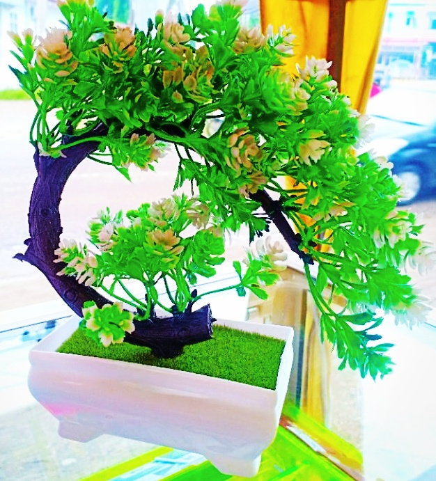 When Thorny Bonsai Trees and Cherry Blossoms Look Beautiful And Attractive.
