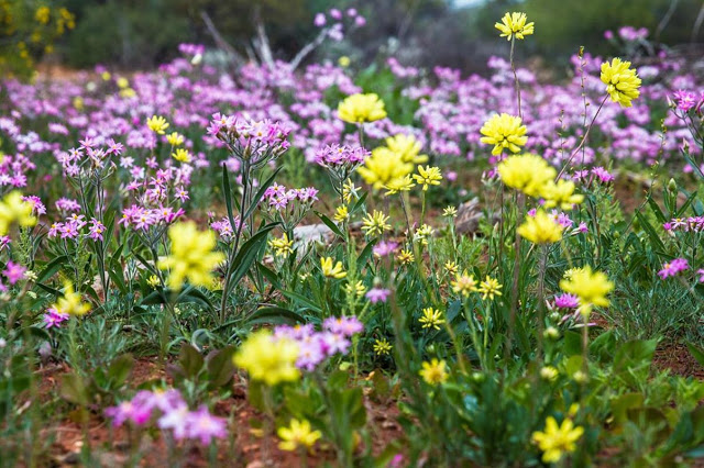 Original Photo Paper Flower Pictures, This flower photo also grows around the coastline.