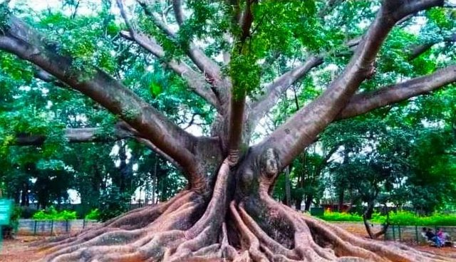 The Dracula Tree and a Castle! Become a very interesting story to read.