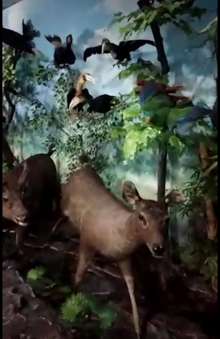 Seen skeleton pictures of animals ranging from deer and birds. While in the museum Rahmad Galery ,.